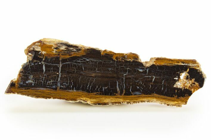 Polished Petrified Shrinkwood Section - Parker, Colorado #334935